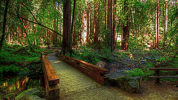 Muir Woods National Monument, Redwood tree HD wallpaper