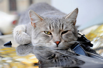 Cat, kitten, sweet, kitty, cats, cute, beautiful, paws, sleeping, beauty, cat face, pretty, animals, face, lovely, hat HD wallpaper