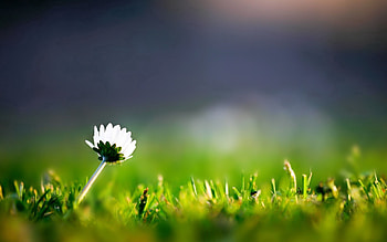 Grass, Flower, Macro, Petals HD wallpaper
