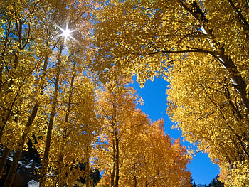 Landscape, Trees, Autumn HD wallpaper