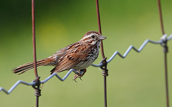 Animals, Bird, Sit, Sparrow HD wallpaper