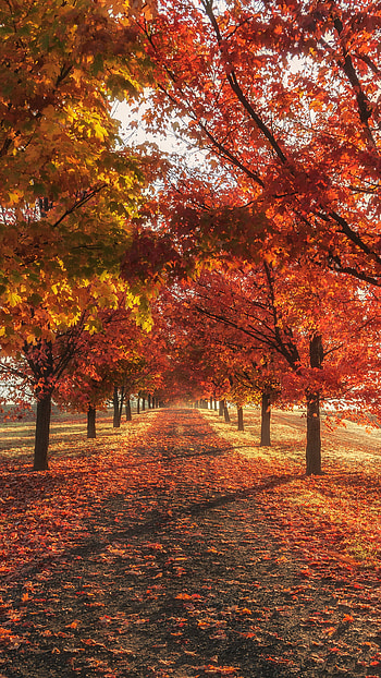 Autumn season, Fall trees, Samsung Galaxy S6, Google Pixel XL HD phone wallpaper