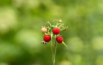 Strawberry, Summer, Macro, Forest, Greens, Wild Strawberries HD wallpaper
