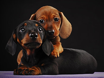 Puppies, animals HD wallpaper