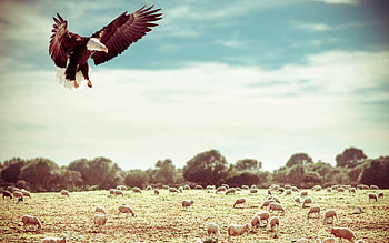 Eagle, Animals, Sky, Field, Flight HD wallpaper