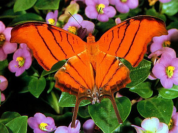 Orange butterfly, animal, nature, butterfly, insect HD wallpaper
