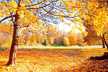 Autumn leaves, Park, Autumn, Trees, Fall HD wallpaper