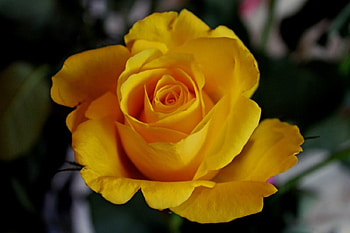 yellow Rose, Green, Yellow, white, Rose HD wallpaper