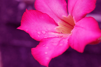 Beautiful Pink Flower!, drops, pink, nature, flower HD wallpaper