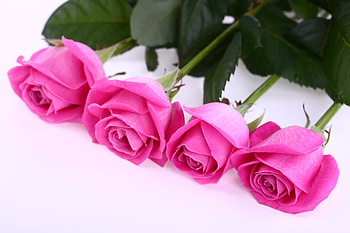 Roses, bouquet, graphy, colors, beauty, rose, delicate, flower, sweet, elegantly, soft, romance, beautiful, pink, pretty, love, with love, nature, romantic, flowers, lovely, harmony, for you HD wallpaper