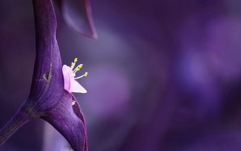 Flower, Plant, Macro, Light, Petals, Light Coloured HD wallpaper