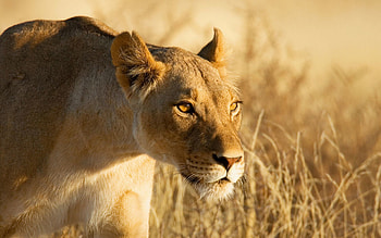 Animals, Muzzle, Lioness, Hunt, Hunting, Danger HD wallpaper