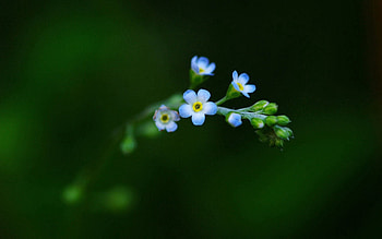 Background, Flower, Plant, Macro HD wallpaper