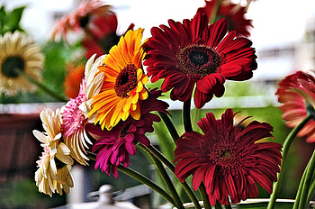 Gerbera Flowers, Nature, Flower, Gerbera, pretty HD wallpaper