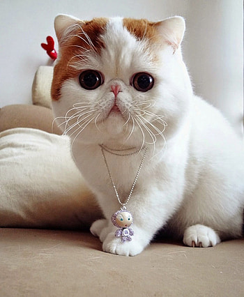 Exotic Shorthair Cat, , Exotic pet, Jooinn HD phone wallpaper