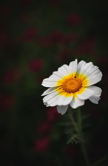 Flower, Macro, Petals, Blur, Smooth, Bloom, Flowering HD phone wallpaper