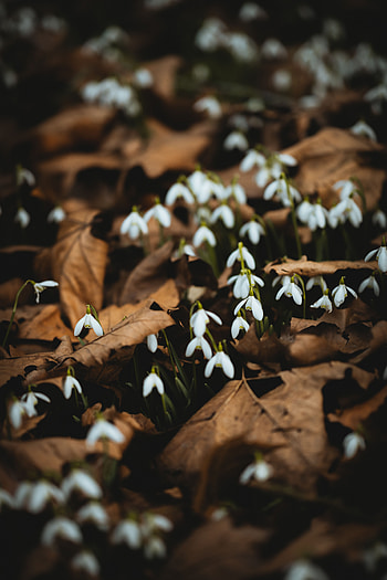 Flowers, Leaves, Snowdrops, Spring HD phone wallpaper