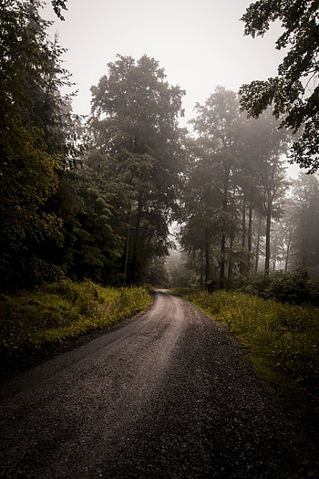 Nature, Trees, Grass, Road, Turn, Forest, Fog HD phone wallpaper