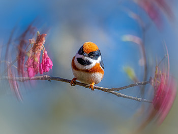 Little bird, Flowers, Bird, Branch, Spring HD wallpaper