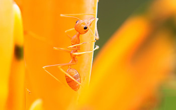 Flower, Macro, Bright, Petals, Ant HD wallpaper