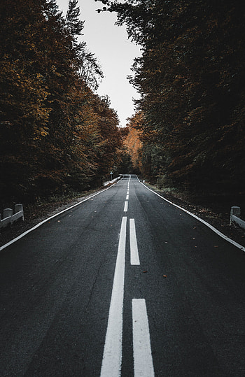 Nature, Trees, Autumn, Road, Markup, Asphalt HD phone wallpaper