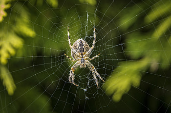 Web, Macro, Spider, Ordinary Cross HD wallpaper