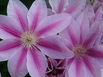 flowers, spring, color, close up, flower HD wallpaper
