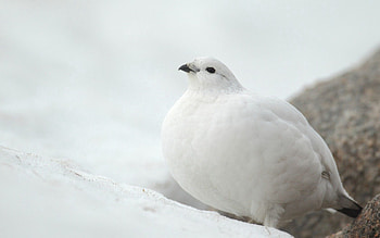 Animals, Snow, Bird, Partridge HD wallpaper