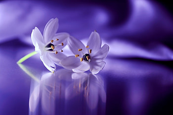 Blue flowers, Flowers, Reflection, Blue, Beauty HD wallpaper