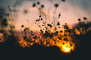 Wildflowers silhouetted against a vibrant sunset, capturing nature's beauty in twilight. HD wallpaper