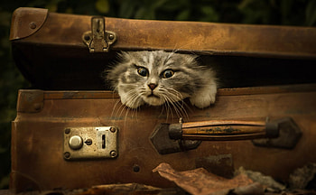 Vintage Cat, cat, box, animals, vintage HD wallpaper