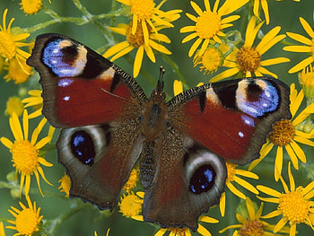 Peacock Butterfly, soft, wings, colourful, delicate HD wallpaper