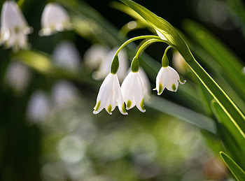 Snowdrop, flower, white HD wallpaper