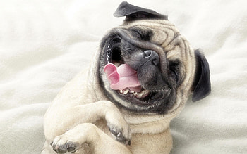 Animals, Dogs HD wallpaper
