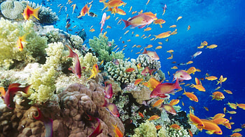 Coral reefs , Vibrant underwater scenes, Biodiversity hotspots, Marine ecosystem HD wallpaper