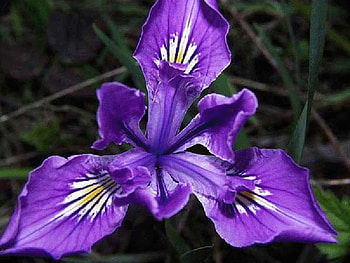 beautiful iris, iris, beautiful HD wallpaper