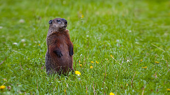 Adorable groundhog, , Cute backgrounds, Groundhog appreciation HD wallpaper