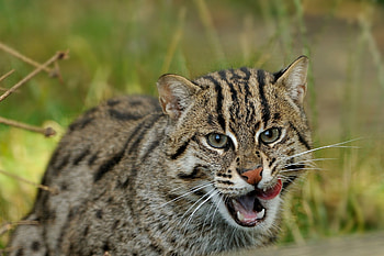Animals, Predator, Wild Cat, Wildcat, Fishing Cat, Fish Cat HD wallpaper