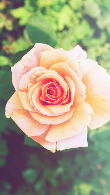 Pink Rose Flower 6 Plus ... HD phone wallpaper