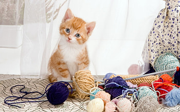 Kitten, blue, animal, lolita777, white, red, cat, orange, ginger HD wallpaper