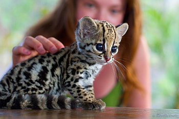Ocelot kitten, Raww, Wild feline, Beautiful spots HD wallpaper