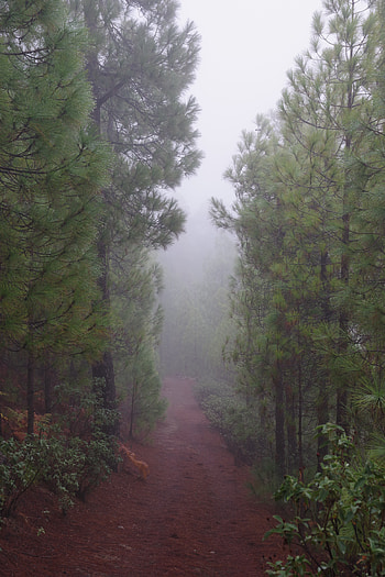 Nature, Trees, Road, Forest, Fog HD phone wallpaper