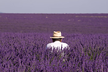 lavander field, purple, lavander, field, man HD wallpaper