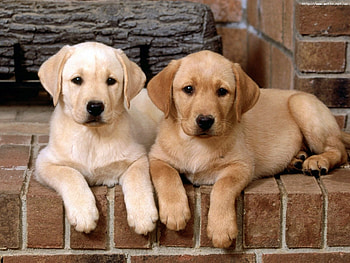 Animals, Dogs HD wallpaper