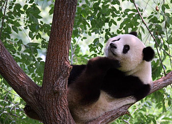 panda, china, animals, black and white HD wallpaper