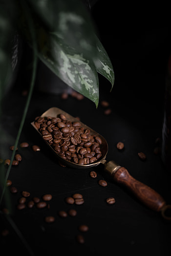 Coffee, Plant, Dark, Coffee Beans HD phone wallpaper