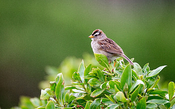 bird, animal, nature, graphy HD wallpaper