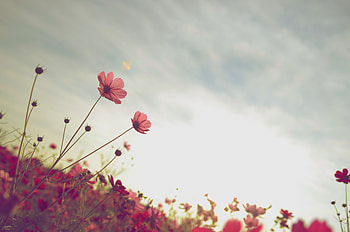 Flowers, Sky, Summer, Flower, Bloom, Flowering, Flower Bed, Flowerbed, Kosmeya, Cosmos HD wallpaper