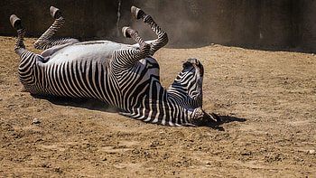 zebra, Laptop , Striped beauty, backgrounds HD wallpaper