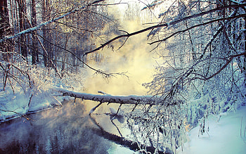 Winter, Nature, Snow, Lake, Wood, Tree, Morning, Steam HD wallpaper